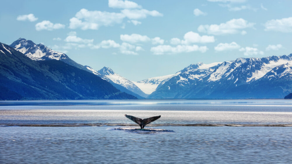 Humpback whale tail with icy mountains – Alaska