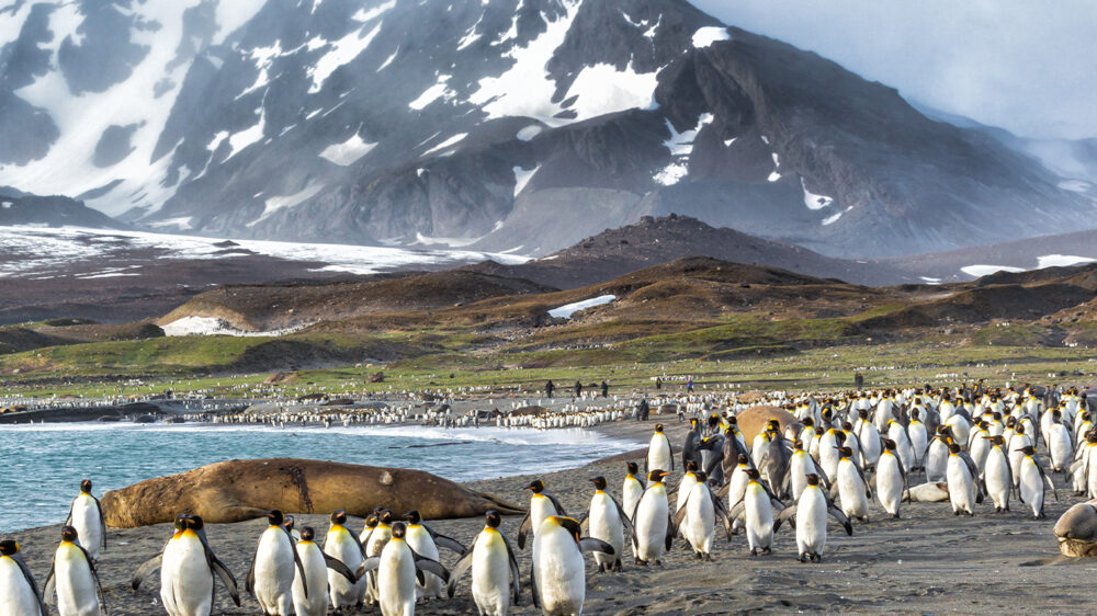 Falkland-Islands-featured-Image