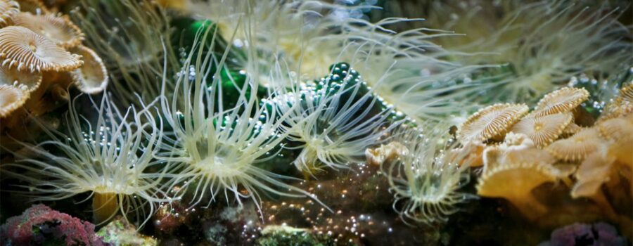 Sea anemones and corals underwater.