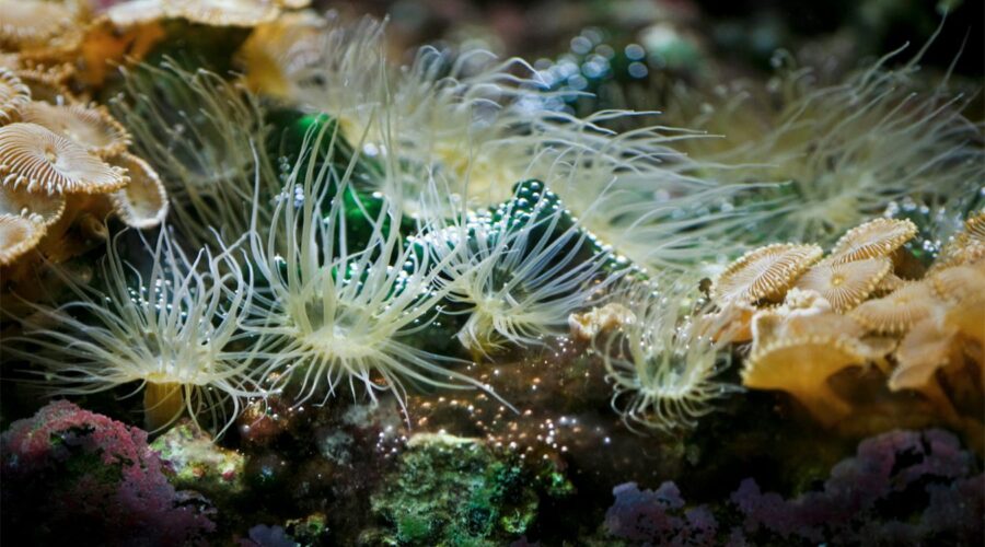 Sea anemones and corals underwater.